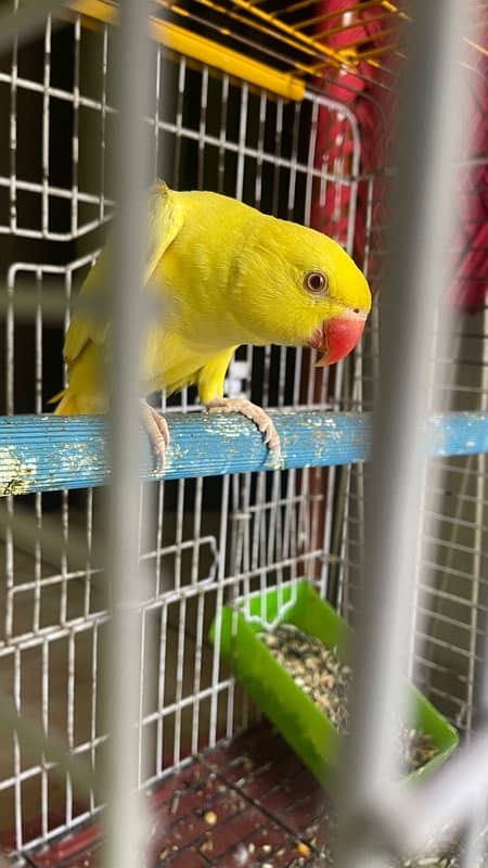 yellow hand tamed  parrot for sale 8