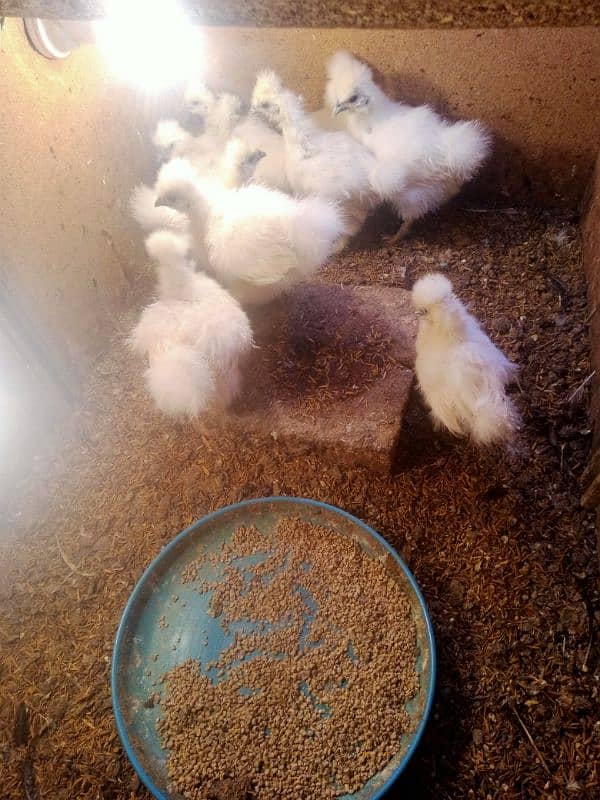 white silky chicks 2