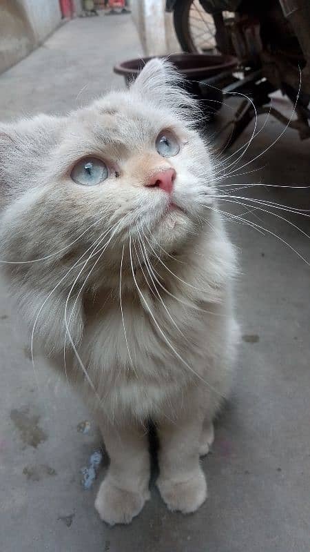 Persian Cat Male Bht Khobsurat Saf Suthra Ghr Ka Pala Hain. 1