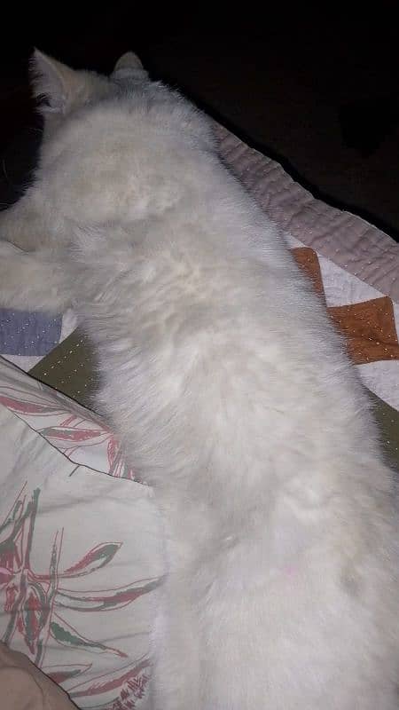 Persian Cat Male Bht Khobsurat Saf Suthra Ghr Ka Pala Hain. 4