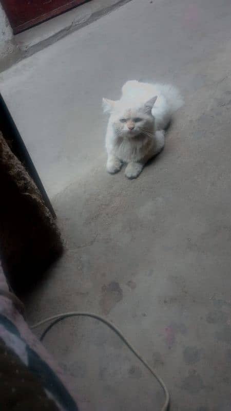 Persian Cat Male Bht Khobsurat Saf Suthra Ghr Ka Pala Hain. 5