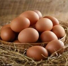 godan mishri Lohmann brown egg for sale fertile