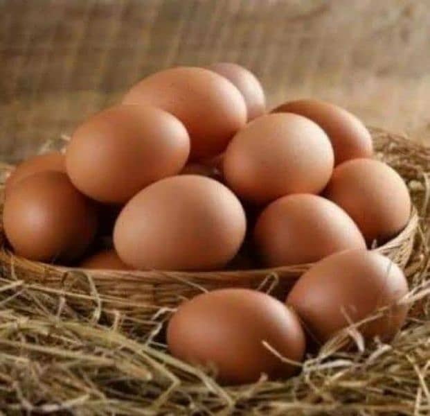 godan mishri Lohmann brown egg for sale fertile 0