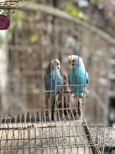 budgie