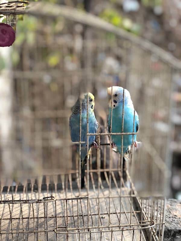 budgie Breeder pair with cage 0