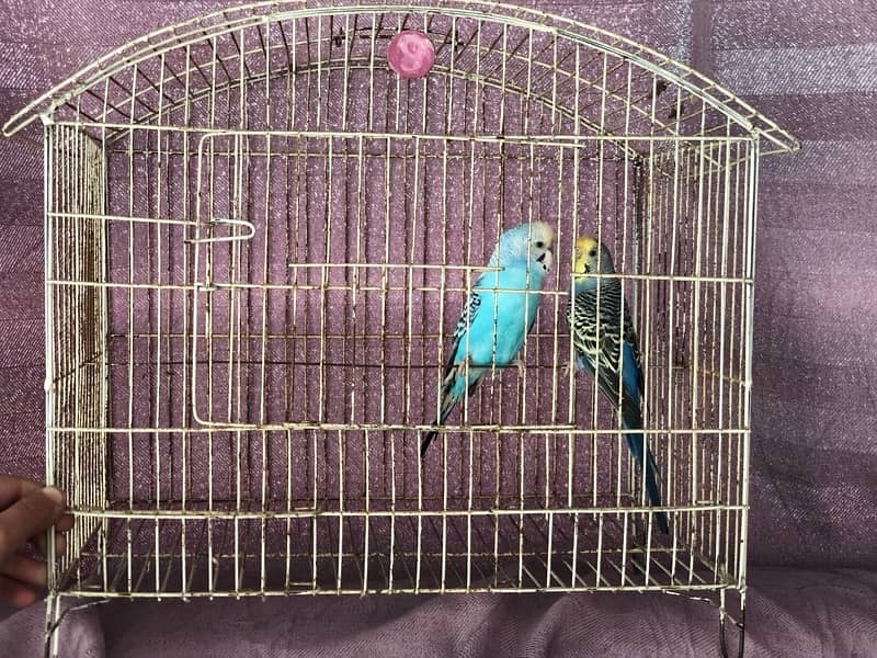 budgie Breeder pair with cage 1