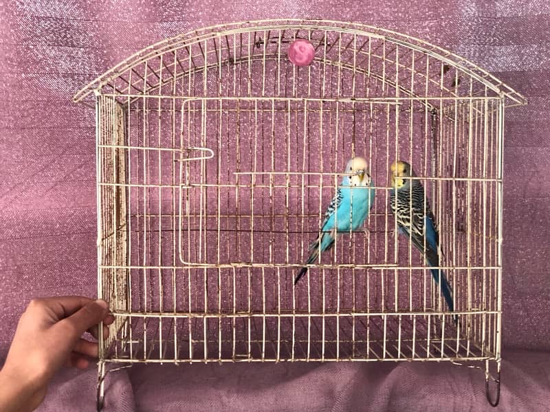 budgie Breeder pair with cage 2