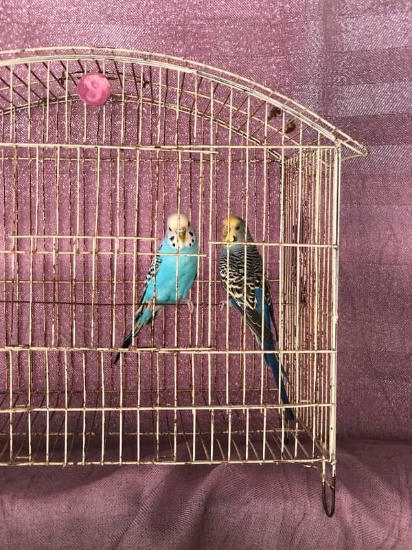 budgie Breeder pair with cage 3