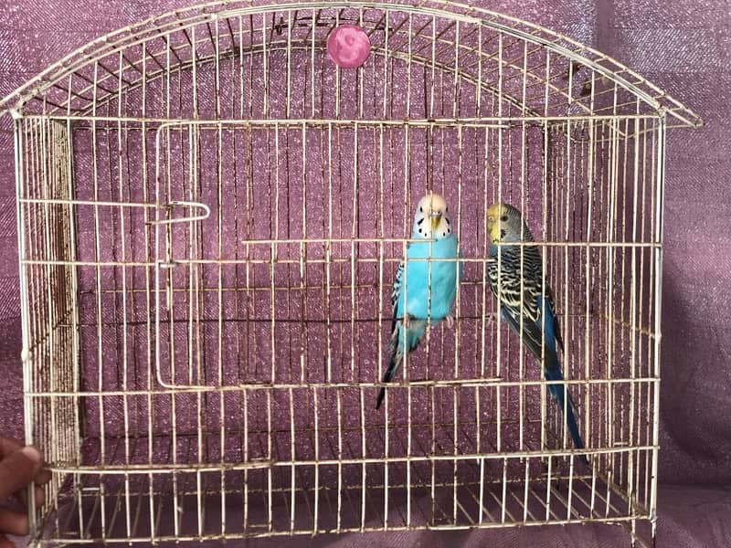 budgie Breeder pair with cage 4