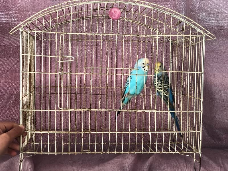 budgie Breeder pair with cage 5