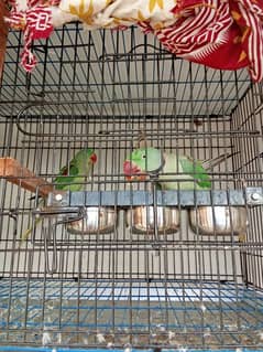 Alexander Kashmiri Pahari raw parrot