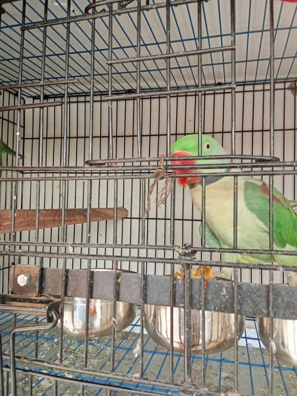 Alexander Kashmiri Pahari raw parrot 1