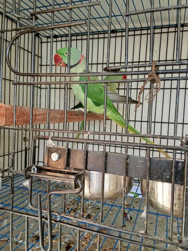 Alexander Kashmiri Pahari raw parrot 6