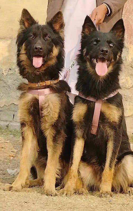 Alsheision bhagyary pior 8 month sequrty dogs for sale 0