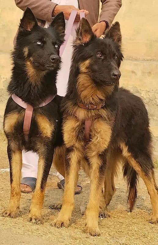 Alsheision bhagyary pior 8 month sequrty dogs for sale 1