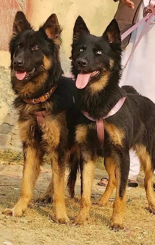 Alsheision bhagyary pior 8 month sequrty dogs for sale 2