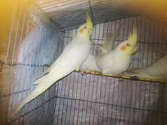 Cocktail breeder pair