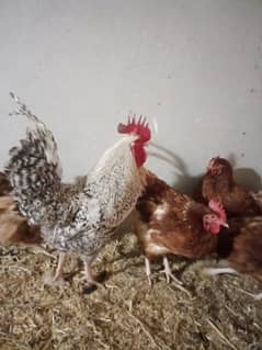 Playmouth Rock Rooster and lohman brown hens eggs laying