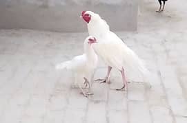 White Aseel Pair For Sale