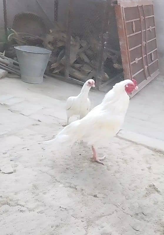 White Aseel Pair For Sale 1