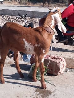 bakra