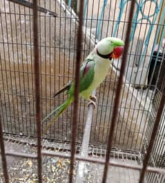 Adult Raw Parrot for Sale - A Great Opportunity for Bird Lovers