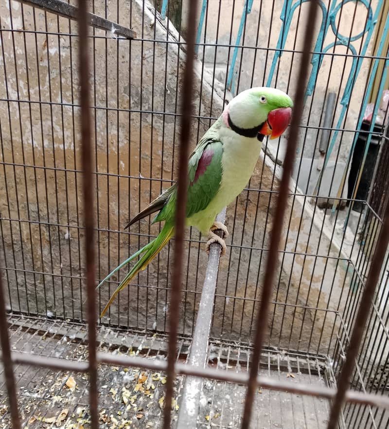 "Adult Raw Parrot for Sale - A Great Opportunity for Bird Lovers" 0