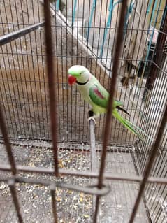 "Adult Raw Parrot for Sale - A Great Opportunity for Bird Lovers"