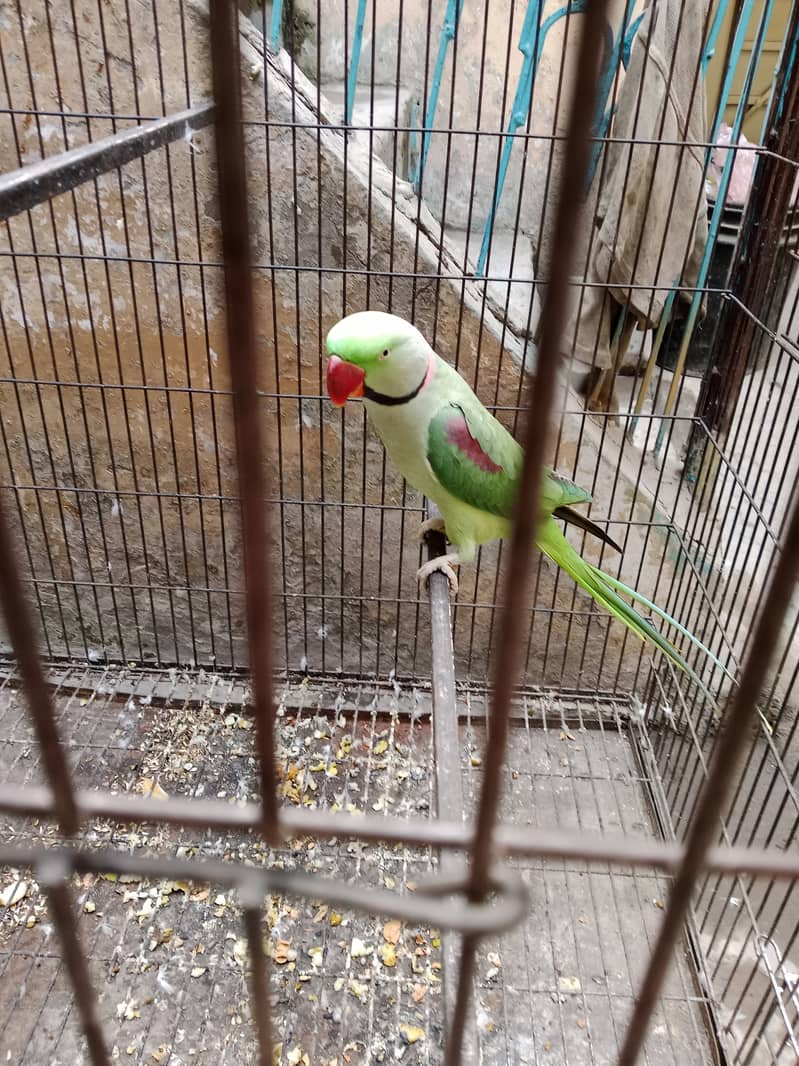 "Adult Raw Parrot for Sale - A Great Opportunity for Bird Lovers" 1