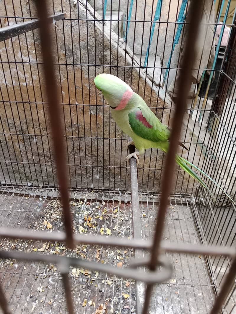 "Adult Raw Parrot for Sale - A Great Opportunity for Bird Lovers" 2