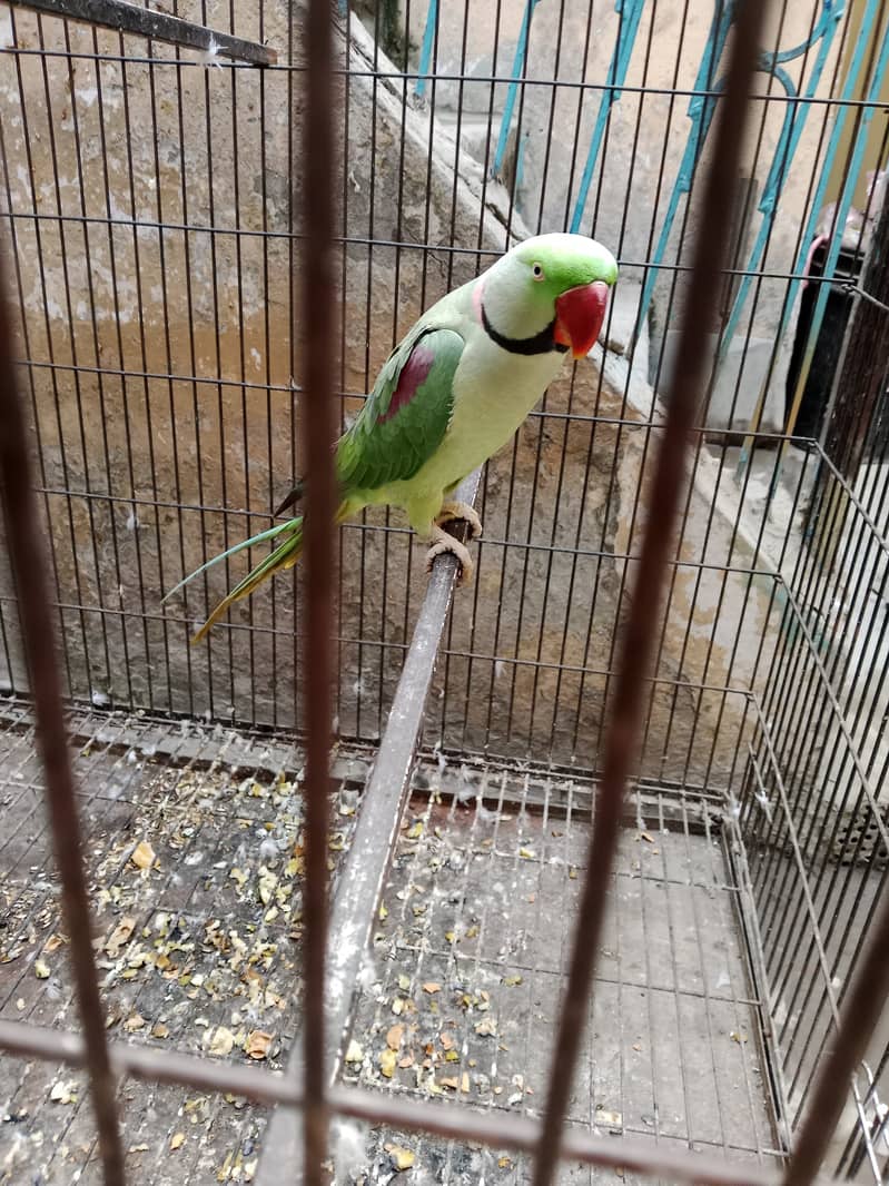 "Adult Raw Parrot for Sale - A Great Opportunity for Bird Lovers" 3