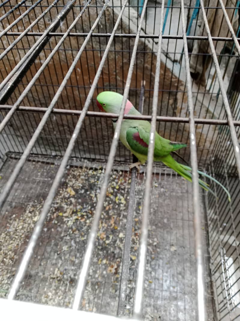 "Adult Raw Parrot for Sale - A Great Opportunity for Bird Lovers" 4