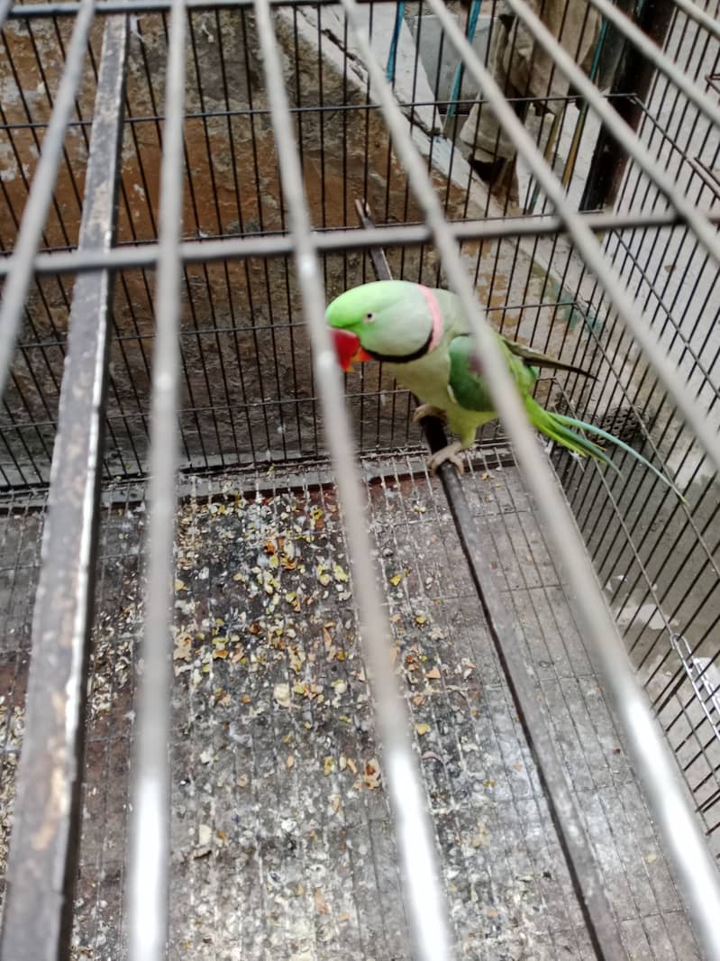 "Adult Raw Parrot for Sale - A Great Opportunity for Bird Lovers" 5