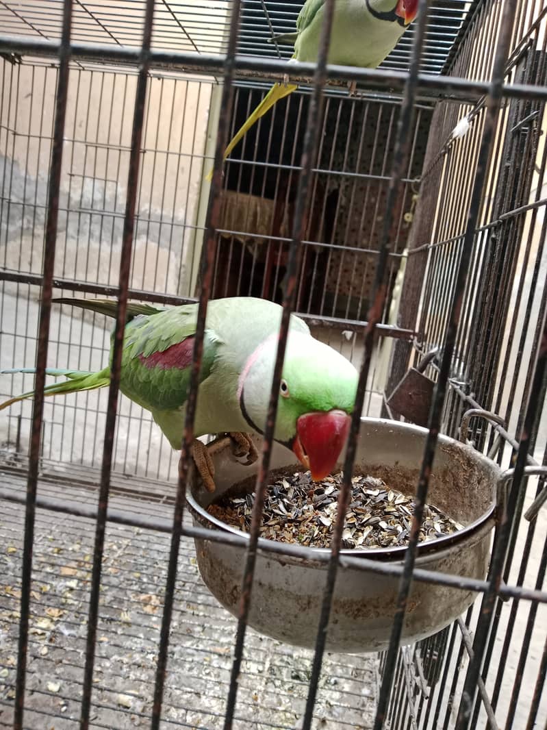 "Adult Raw Parrot for Sale - A Great Opportunity for Bird Lovers" 6