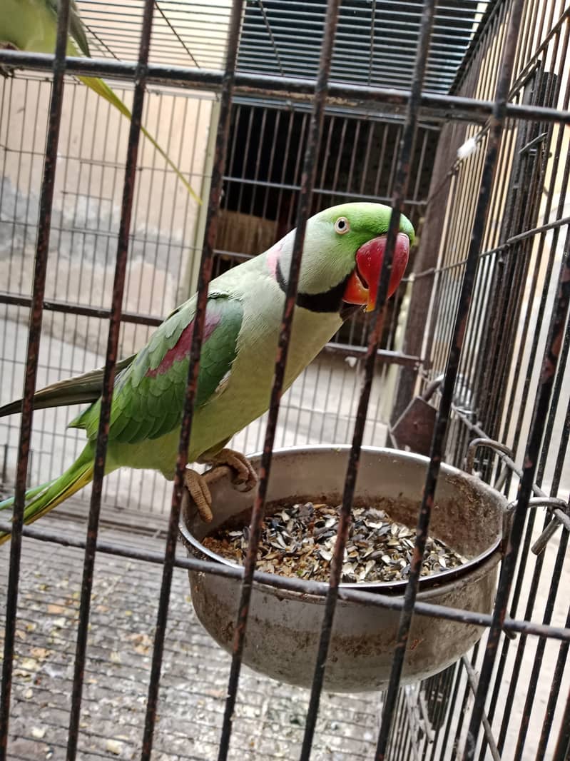 "Adult Raw Parrot for Sale - A Great Opportunity for Bird Lovers" 7