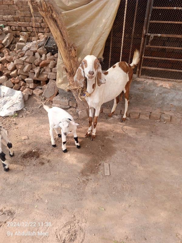 Bakri with 2 male kids for sale 2