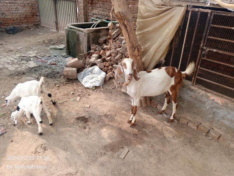 Bakri with 2 male kids for sale 4