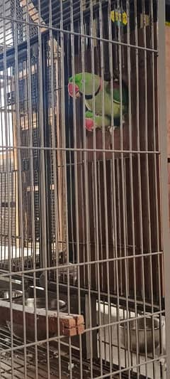 Raw Breeder Pair / green parrots / breeder pair [location: Gujranwala]