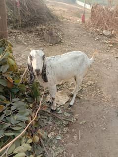 Bakri