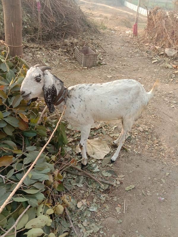 Bakri 1