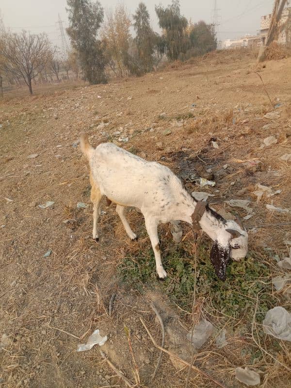 Bakri 3