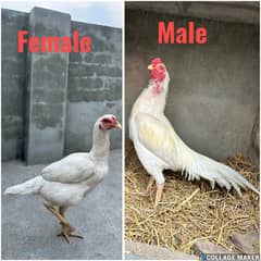 Heera /  Aseel Heera  / Aseel / Murga / White Male / female for sale