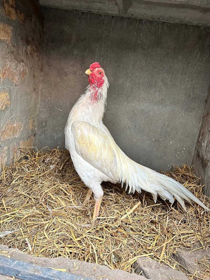 Heera /  Aseel Heera  / Aseel / Murga / White Male / female for sale 4