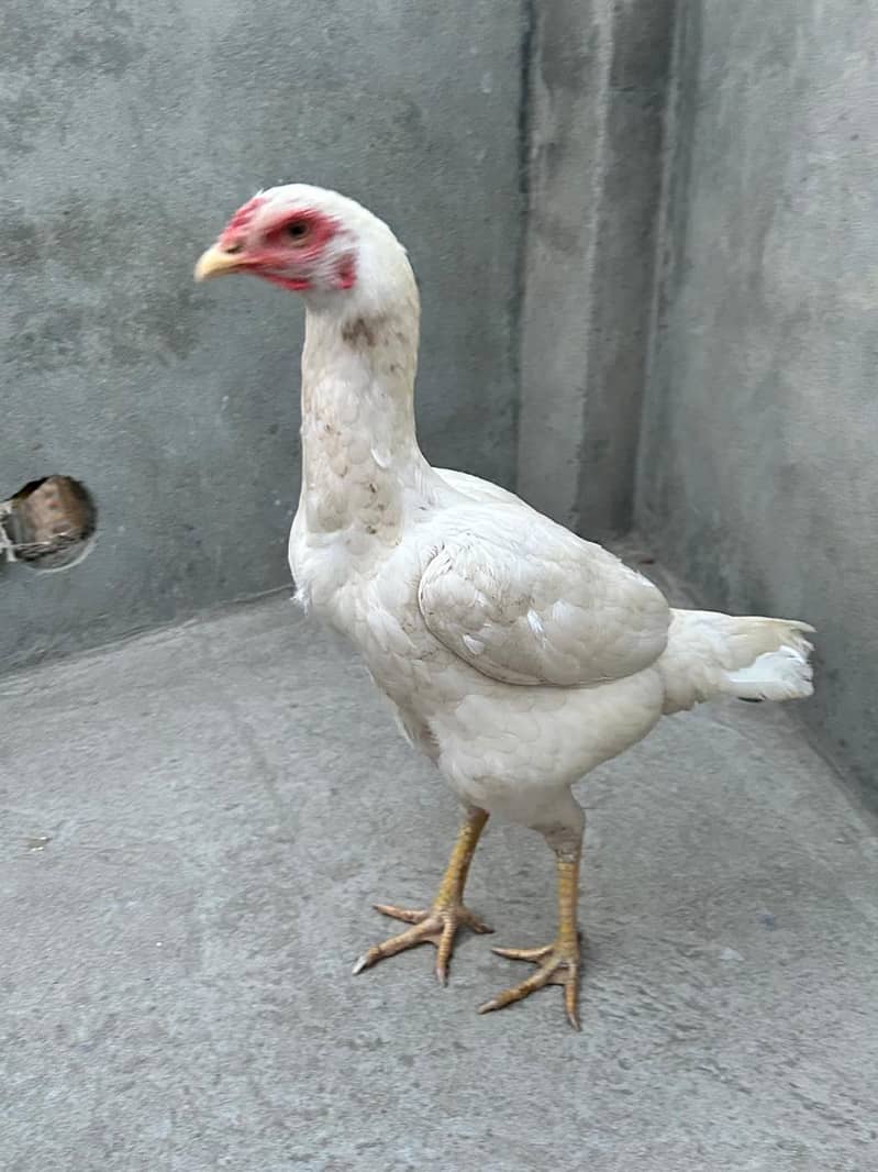 Heera /  Aseel Heera  / Aseel / Murga / White Male / female for sale 5