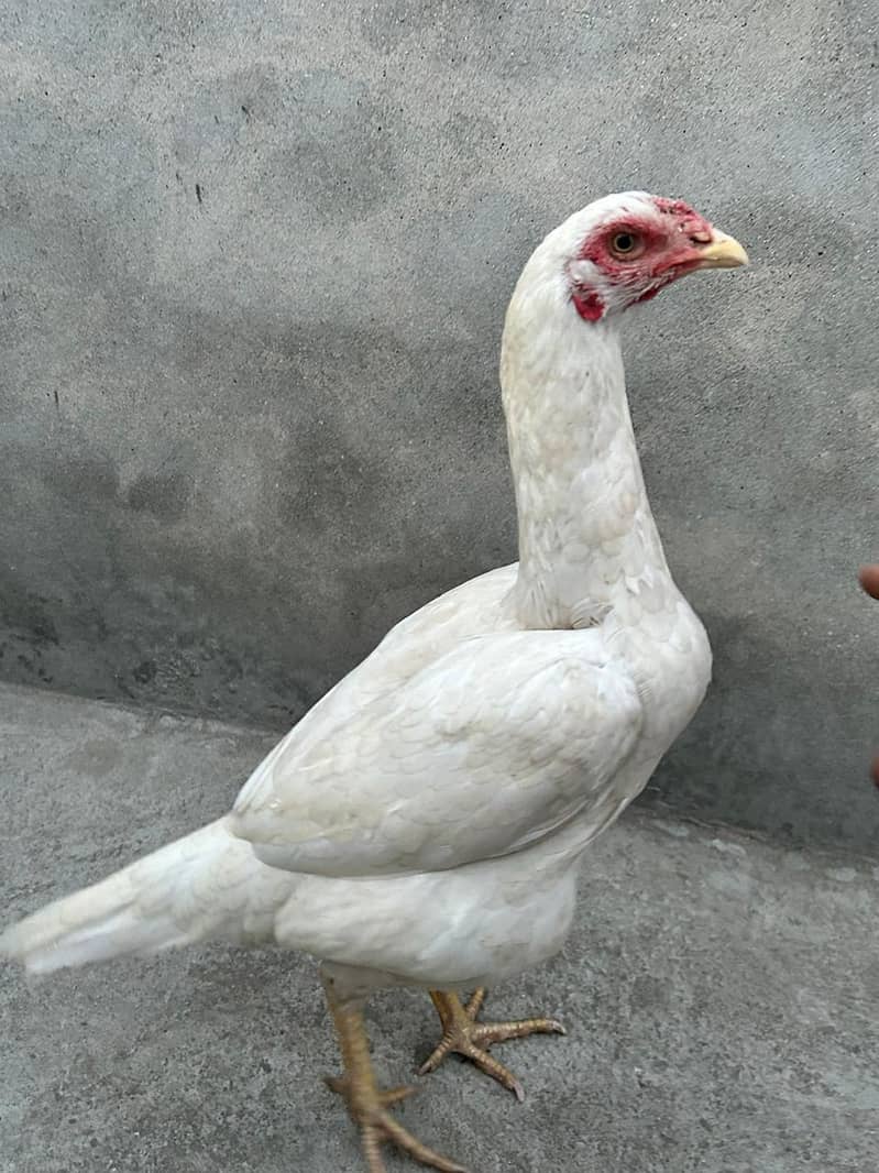 Heera /  Aseel Heera  / Aseel / Murga / White Male / female for sale 6