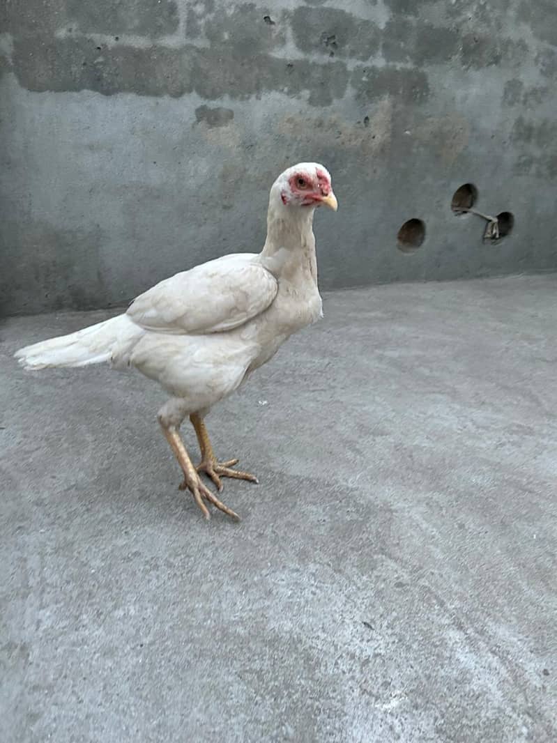 Heera /  Aseel Heera  / Aseel / Murga / White Male / female for sale 7