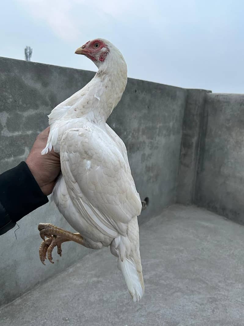 Heera /  Aseel Heera  / Aseel / Murga / White Male / female for sale 8