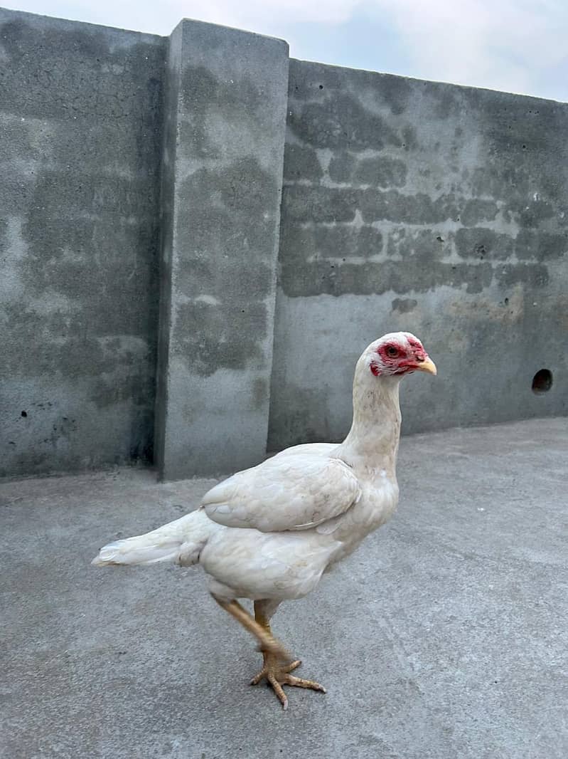 Heera /  Aseel Heera  / Aseel / Murga / White Male / female for sale 9