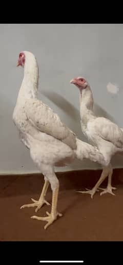 Top quality White O Shamo  egg laying | King Size Shamo | Aseel Shamo