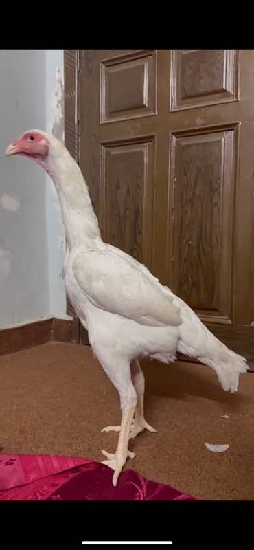 aseel shamo / white shamo / shamo pair / shamo patha / shamo breeder 8